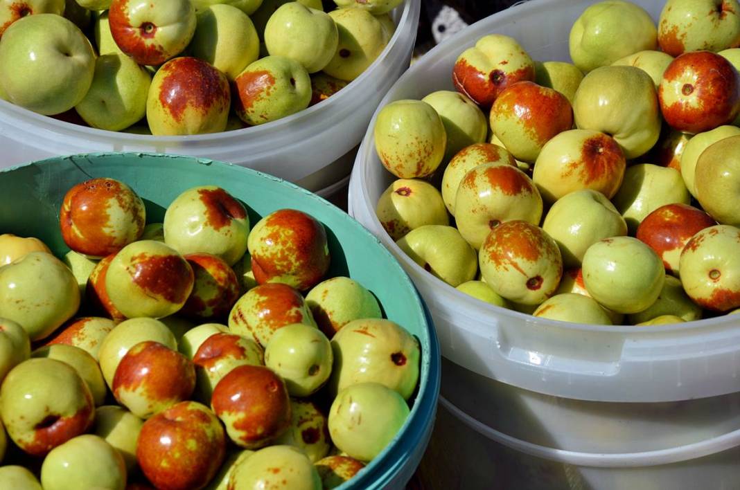 Kilosu 125 TL: Hem tok tutuyor, hem bağışıklığı güçlendiriyor! 8